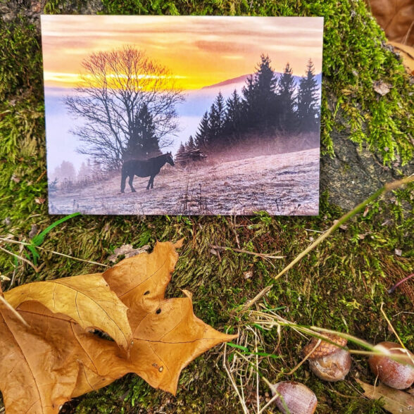 Листівка “Ранок. Вороненко”