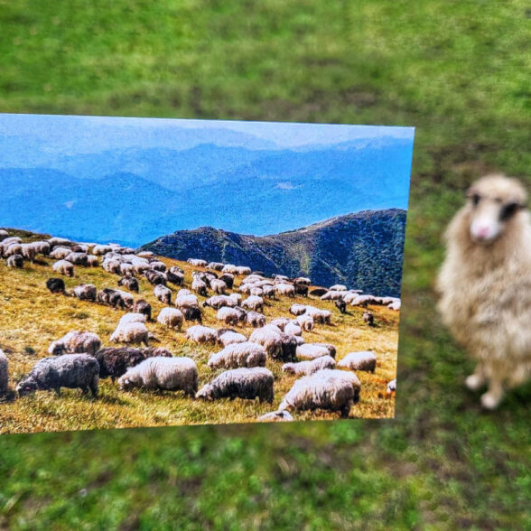 Листівка “Вівці на полонині”