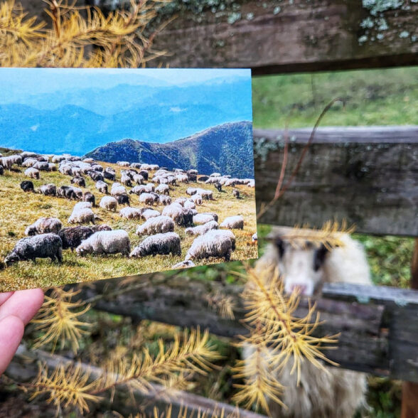 Листівка “Вівці на полонині”